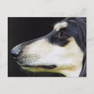 Afghan Hound Postcard