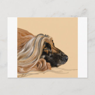 Afghan Hound Postcard