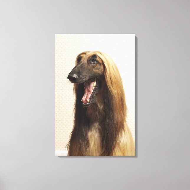 Afghan hound sitting in room canvas print (Front)