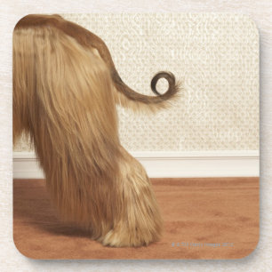 Afghan hound standing in room, end section coaster