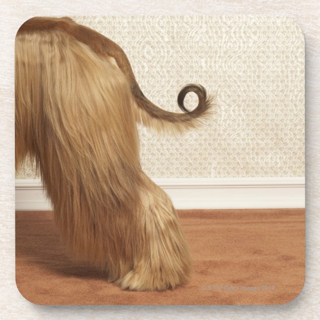 Afghan hound standing in room, end section coaster (Front)