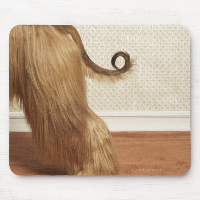 Afghan hound standing in room, end section mouse mat (Front)