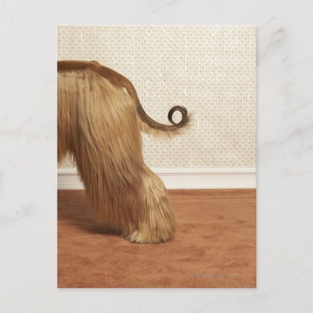 Afghan hound standing in room, end section postcard (Front)