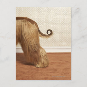 Afghan hound standing in room, end section postcard