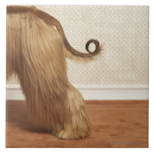 Afghan hound standing in room, end section tile