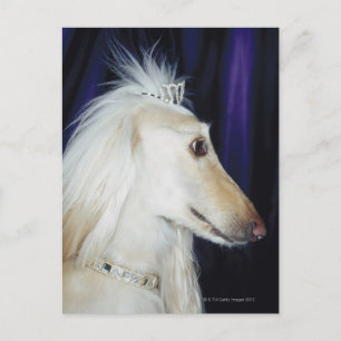 Afghan Hound wearing Tiara Postcard