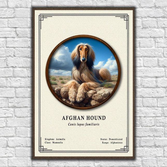 Afghan Hound Zoology Series Poster (Creator Uploaded)