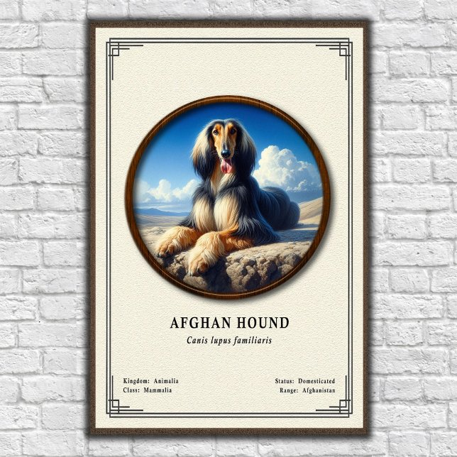 Afghan Hound Zoology Series Poster (Creator Uploaded)