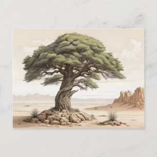 Afghan pine tree  postcard