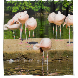 Africa African Animal Beak Funny Flamingo Lovers Shower Curtain