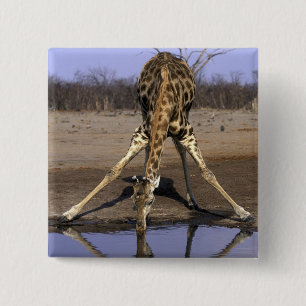 Africa, Botswana, Chobe National Park, Giraffe 15 Cm Square Badge