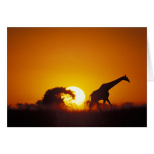 Africa, Botswana, Chobe National Park, Giraffe 2