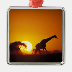 Africa, Botswana, Chobe National Park, Giraffe 2 Metal Tree Decoration