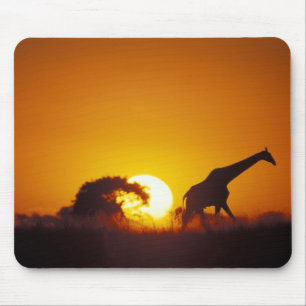 Africa, Botswana, Chobe National Park, Giraffe 2 Mouse Mat