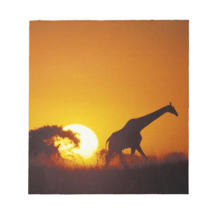 Africa, Botswana, Chobe National Park, Giraffe 2 Notepad