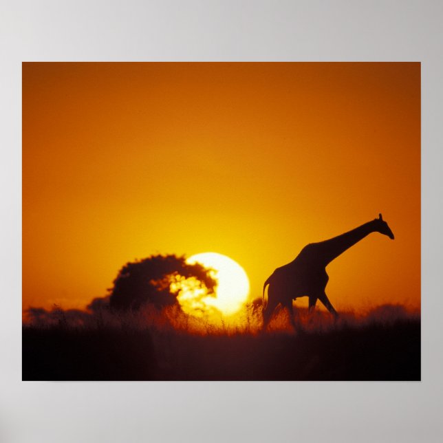 Africa, Botswana, Chobe National Park, Giraffe 2 Poster (Front)