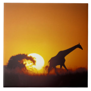 Africa, Botswana, Chobe National Park, Giraffe 2 Tile