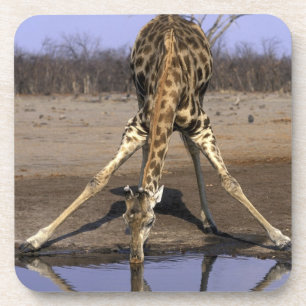 Africa, Botswana, Chobe National Park, Giraffe Coaster