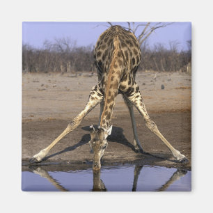 Africa, Botswana, Chobe National Park, Giraffe Magnet