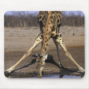 Africa, Botswana, Chobe National Park, Giraffe Mouse Mat