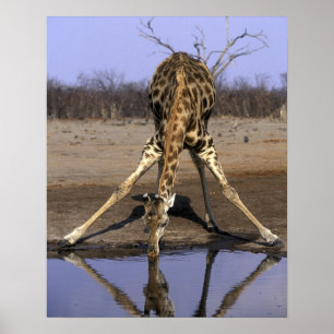 Africa, Botswana, Chobe National Park, Giraffe Poster