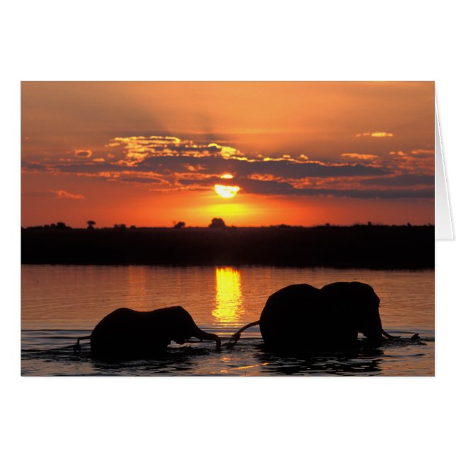Africa, Botswana, Chobe National Park, Herd (Front Horizontal)