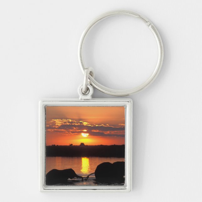 Africa, Botswana, Chobe National Park, Herd Key Ring (Front)