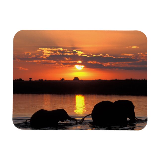 Africa, Botswana, Chobe National Park, Herd Magnet (Horizontal)