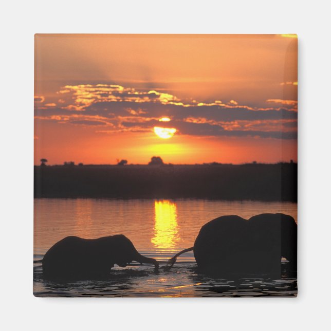 Africa, Botswana, Chobe National Park, Herd Magnet (Front)