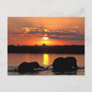Africa, Botswana, Chobe National Park, Herd Postcard