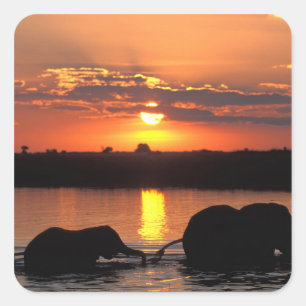 Africa, Botswana, Chobe National Park, Herd Square Sticker