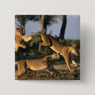 Africa, Botswana, Chobe National Park, Lionesses 15 Cm Square Badge