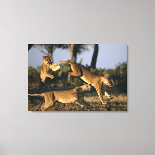 Africa, Botswana, Chobe National Park, Lionesses Canvas Print