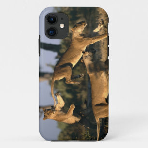 Africa, Botswana, Chobe National Park, Lionesses iPhone 11 Case