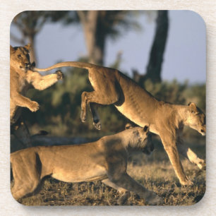 Africa, Botswana, Chobe National Park, Lionesses Coaster