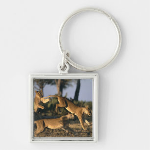 Africa, Botswana, Chobe National Park, Lionesses Key Ring
