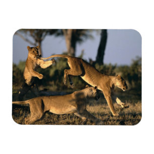 Africa, Botswana, Chobe National Park, Lionesses Magnet