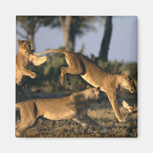 Africa, Botswana, Chobe National Park, Lionesses Magnet