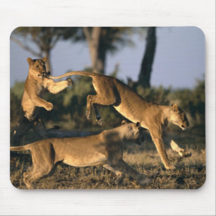 Africa, Botswana, Chobe National Park, Lionesses Mouse Mat