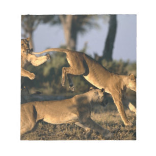Africa, Botswana, Chobe National Park, Lionesses Notepad
