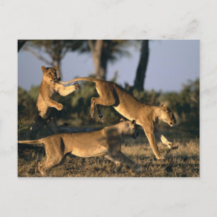 Africa, Botswana, Chobe National Park, Lionesses Postcard