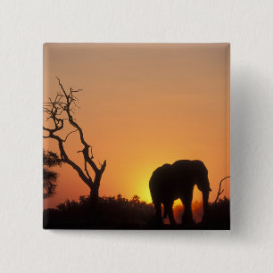Africa, Botswana, Chobe National Park, Setting 15 Cm Square Badge