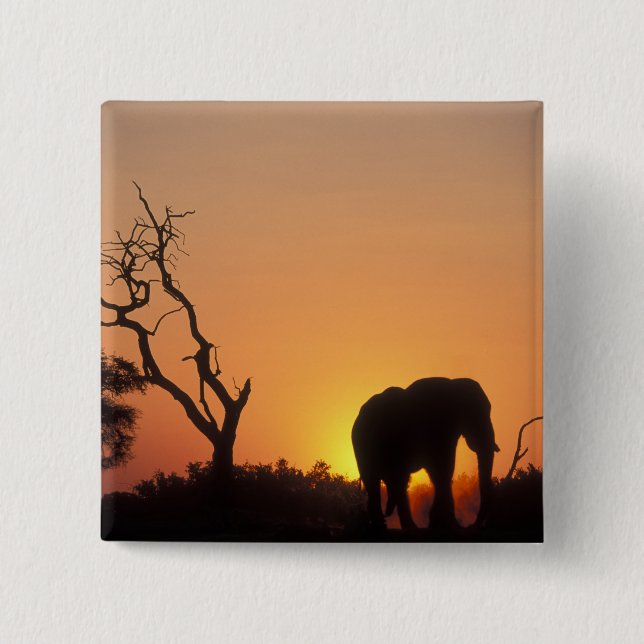 Africa, Botswana, Chobe National Park, Setting 15 Cm Square Badge (Front)