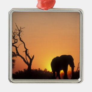 Africa, Botswana, Chobe National Park, Setting Metal Tree Decoration