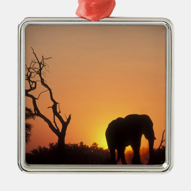 Africa, Botswana, Chobe National Park, Setting Metal Tree Decoration (Front)