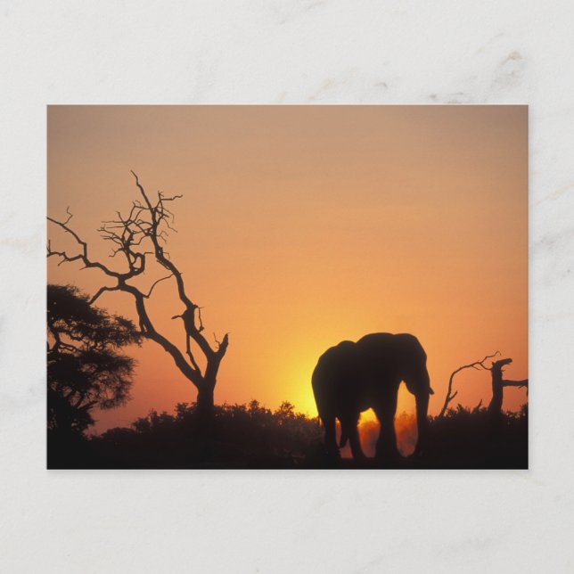 Africa, Botswana, Chobe National Park, Setting Postcard (Front)
