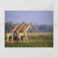 Africa, Botswana, Moremi Game Reserve