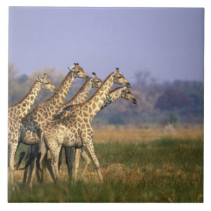 Africa, Botswana, Moremi Game Reserve Tile