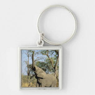 Africa, Botswana, Okavango Delta. African 2 Key Ring