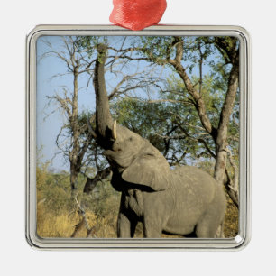 Africa, Botswana, Okavango Delta. African 2 Metal Tree Decoration